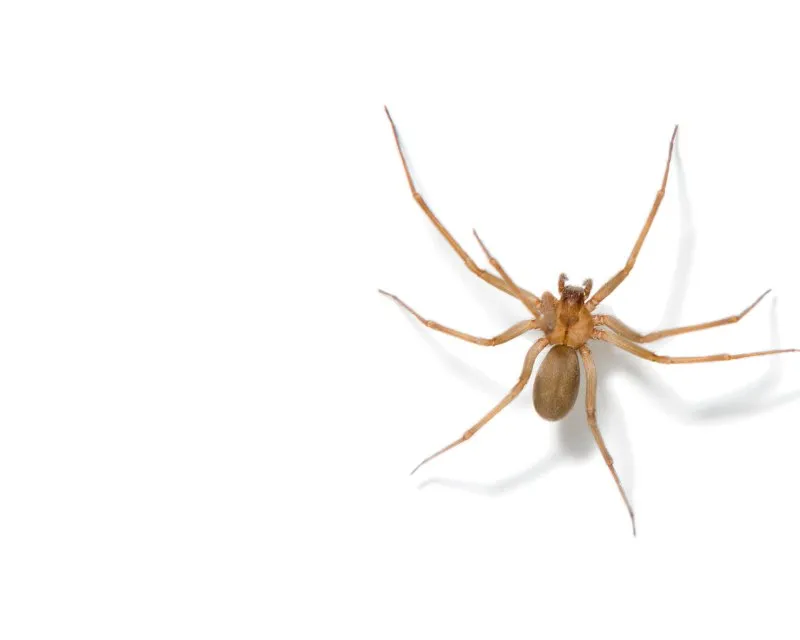 Aranha