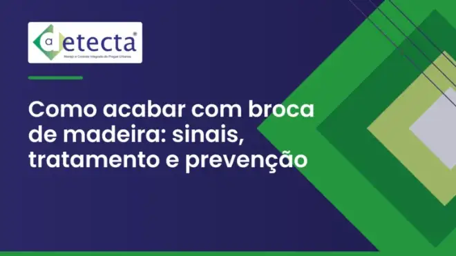Capa do artigo sobre como acabar com broca de madeira.