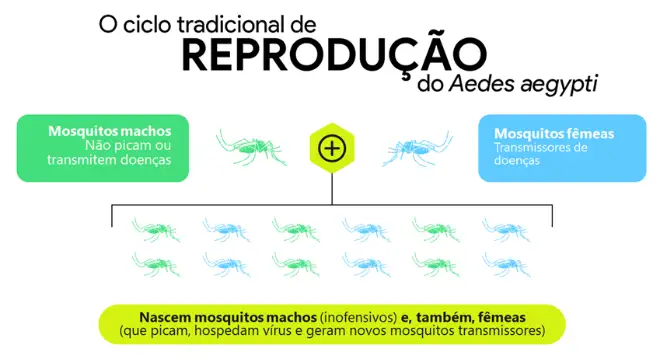 Ciclo de reprodução tradicional do mosquito Aedes aegypti