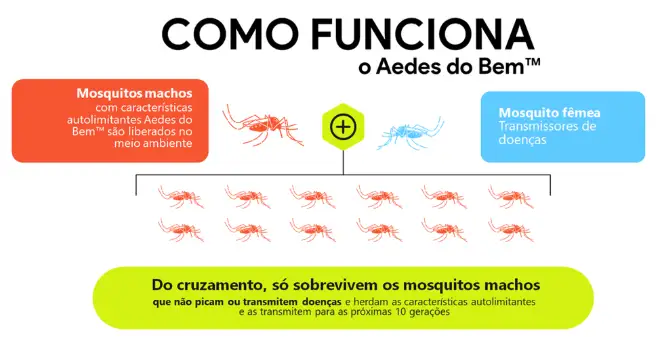 Ciclo de reprodução com o Aedes do Bem e redução das fêmeas