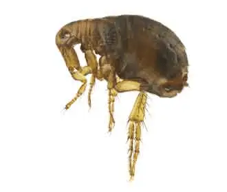 Pulga-do-homem (Pulex irritans)