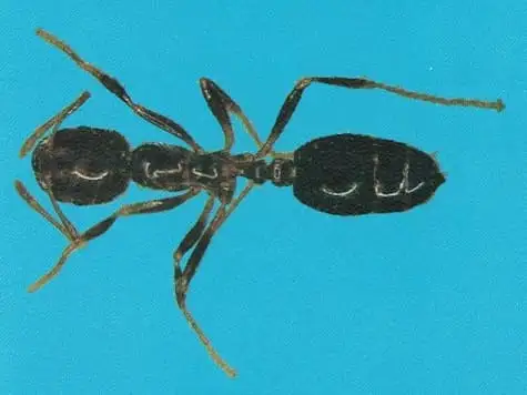 Formiga-de-fogo ou lava-pés (Solenopsis spp.)