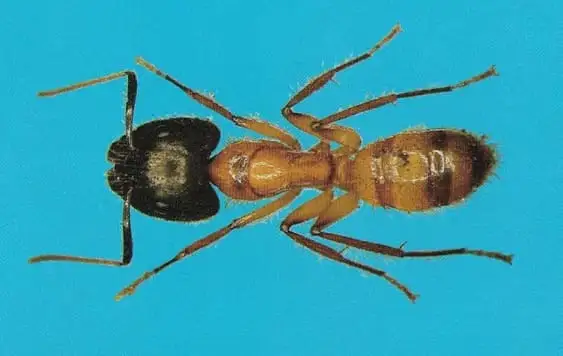 Formiga-carpinteira (Camponotus spp.)