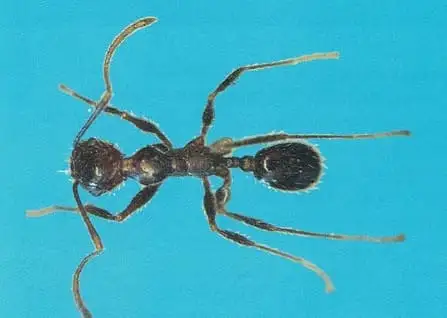 Formiga-louca (Paratrechina spp.)