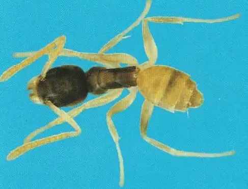 Formiga-fantasma (Tapinoma melanocephalum)