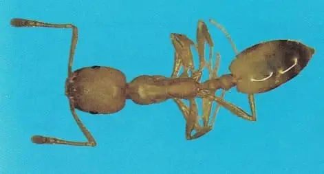 Formiga-faraó (Monomorium spp.)