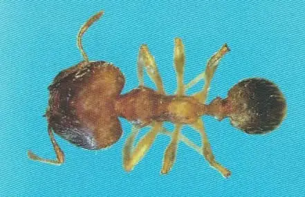 Formiga-cabeçuda (Pheidole spp.)