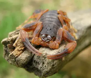 Escorpião-marrom (Tityus bahiensis)