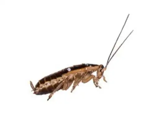 Baratinha de cozinha, também chamada de barata alemã (Blattella germanica)