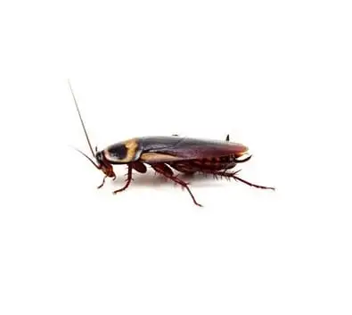 Barata de esgoto, ou barata americana (Periplaneta americana)