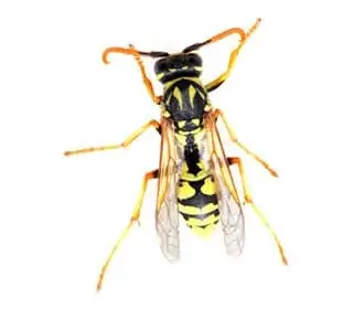 Vespa social da família Vespidae