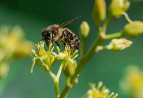 Abelha-europeia (Apis mellifera)