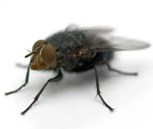 Mosca-doméstica (Musca domestica)