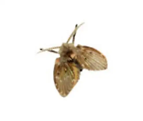 Mosca-dos-filtros, da família Psychodidae