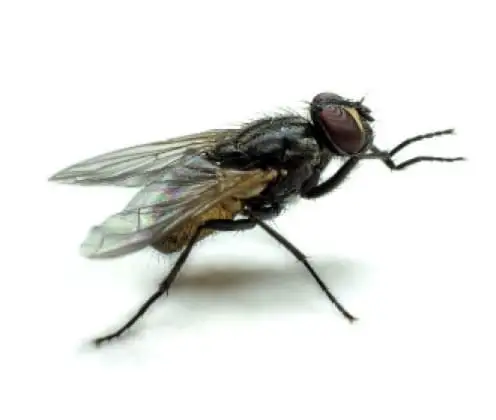 Mosca-doméstica-pequena (Fannia canicularis)