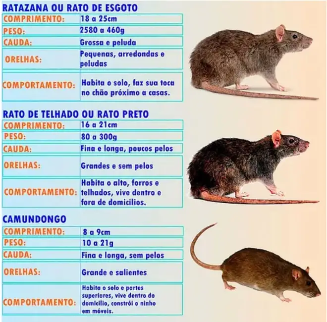 Principais espécies de ratos urbanos: ratazana, rato de telhado e camundongo