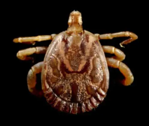 Carrapato-estrela, também chamado de carrapato-de-cavalo (Amblyomma cajennense)